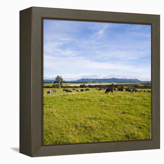 Herd of Cows on Farmland on the West Coast, South Island, New Zealand, Pacific-Matthew Williams-Ellis-Framed Premier Image Canvas