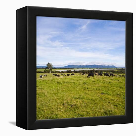 Herd of Cows on Farmland on the West Coast, South Island, New Zealand, Pacific-Matthew Williams-Ellis-Framed Premier Image Canvas