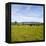 Herd of Cows on Farmland on the West Coast, South Island, New Zealand, Pacific-Matthew Williams-Ellis-Framed Premier Image Canvas