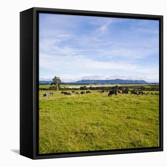 Herd of Cows on Farmland on the West Coast, South Island, New Zealand, Pacific-Matthew Williams-Ellis-Framed Premier Image Canvas