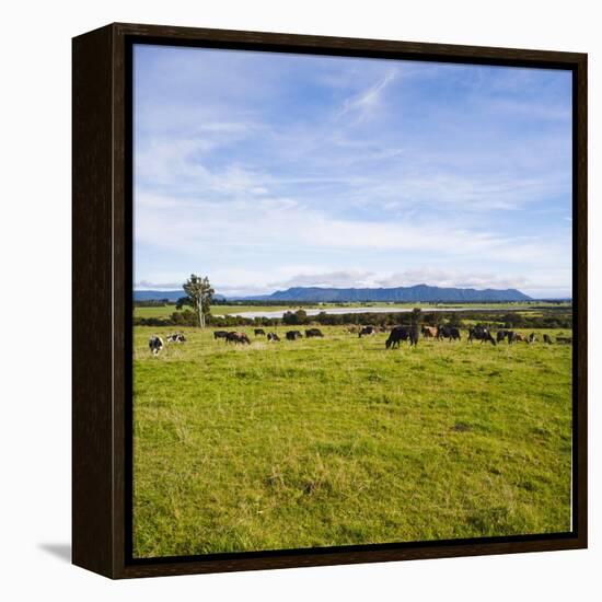 Herd of Cows on Farmland on the West Coast, South Island, New Zealand, Pacific-Matthew Williams-Ellis-Framed Premier Image Canvas