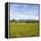 Herd of Cows on Farmland on the West Coast, South Island, New Zealand, Pacific-Matthew Williams-Ellis-Framed Premier Image Canvas