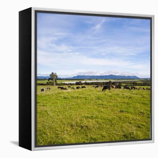 Herd of Cows on Farmland on the West Coast, South Island, New Zealand, Pacific-Matthew Williams-Ellis-Framed Premier Image Canvas