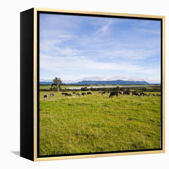 Herd of Cows on Farmland on the West Coast, South Island, New Zealand, Pacific-Matthew Williams-Ellis-Framed Premier Image Canvas