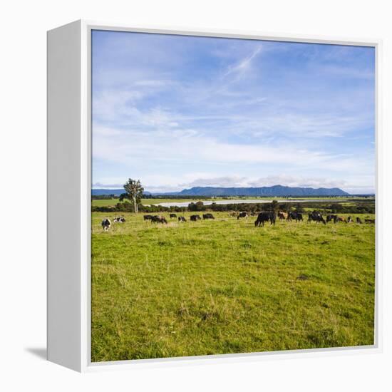 Herd of Cows on Farmland on the West Coast, South Island, New Zealand, Pacific-Matthew Williams-Ellis-Framed Premier Image Canvas