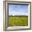 Herd of Cows on Farmland on the West Coast, South Island, New Zealand, Pacific-Matthew Williams-Ellis-Framed Photographic Print