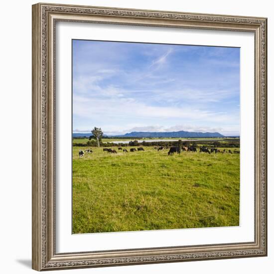 Herd of Cows on Farmland on the West Coast, South Island, New Zealand, Pacific-Matthew Williams-Ellis-Framed Photographic Print