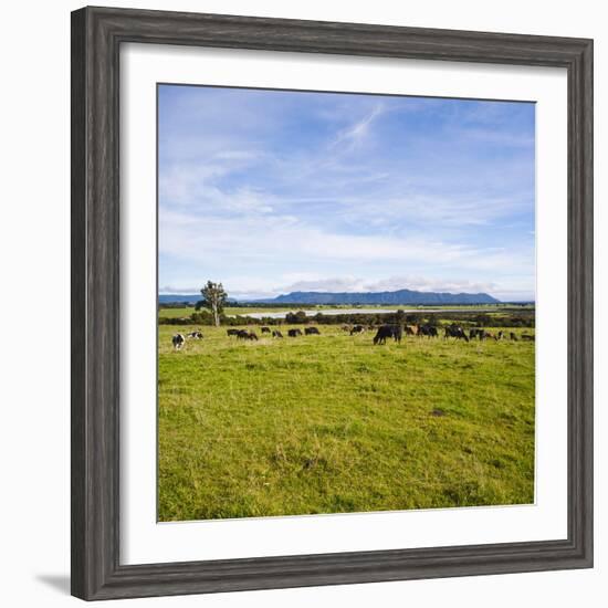 Herd of Cows on Farmland on the West Coast, South Island, New Zealand, Pacific-Matthew Williams-Ellis-Framed Photographic Print