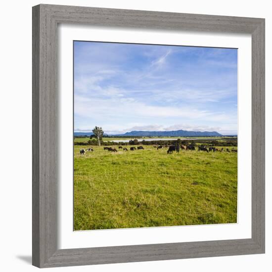 Herd of Cows on Farmland on the West Coast, South Island, New Zealand, Pacific-Matthew Williams-Ellis-Framed Photographic Print