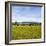 Herd of Cows on Farmland on the West Coast, South Island, New Zealand, Pacific-Matthew Williams-Ellis-Framed Photographic Print