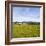 Herd of Cows on Farmland on the West Coast, South Island, New Zealand, Pacific-Matthew Williams-Ellis-Framed Photographic Print