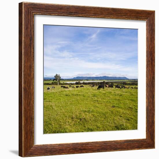 Herd of Cows on Farmland on the West Coast, South Island, New Zealand, Pacific-Matthew Williams-Ellis-Framed Photographic Print