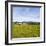 Herd of Cows on Farmland on the West Coast, South Island, New Zealand, Pacific-Matthew Williams-Ellis-Framed Photographic Print
