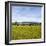 Herd of Cows on Farmland on the West Coast, South Island, New Zealand, Pacific-Matthew Williams-Ellis-Framed Photographic Print