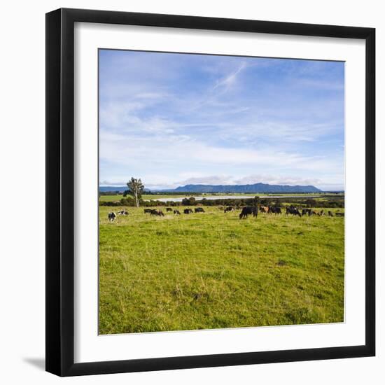 Herd of Cows on Farmland on the West Coast, South Island, New Zealand, Pacific-Matthew Williams-Ellis-Framed Photographic Print