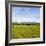 Herd of Cows on Farmland on the West Coast, South Island, New Zealand, Pacific-Matthew Williams-Ellis-Framed Photographic Print