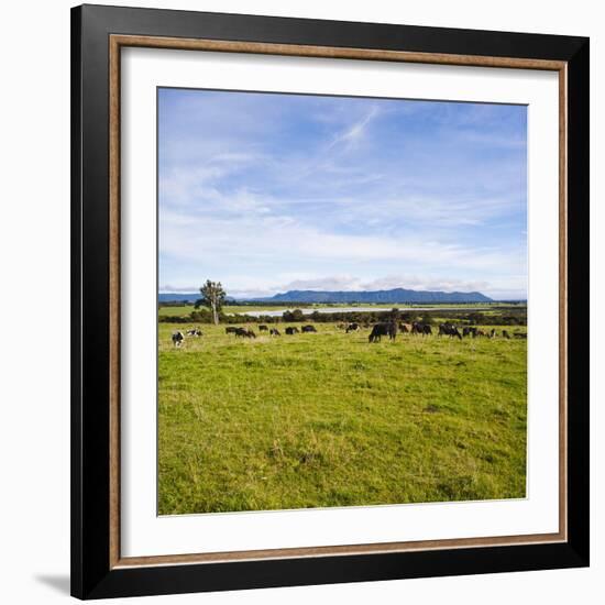 Herd of Cows on Farmland on the West Coast, South Island, New Zealand, Pacific-Matthew Williams-Ellis-Framed Photographic Print