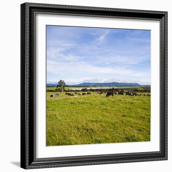 Herd of Cows on Farmland on the West Coast, South Island, New Zealand, Pacific-Matthew Williams-Ellis-Framed Photographic Print