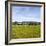 Herd of Cows on Farmland on the West Coast, South Island, New Zealand, Pacific-Matthew Williams-Ellis-Framed Photographic Print