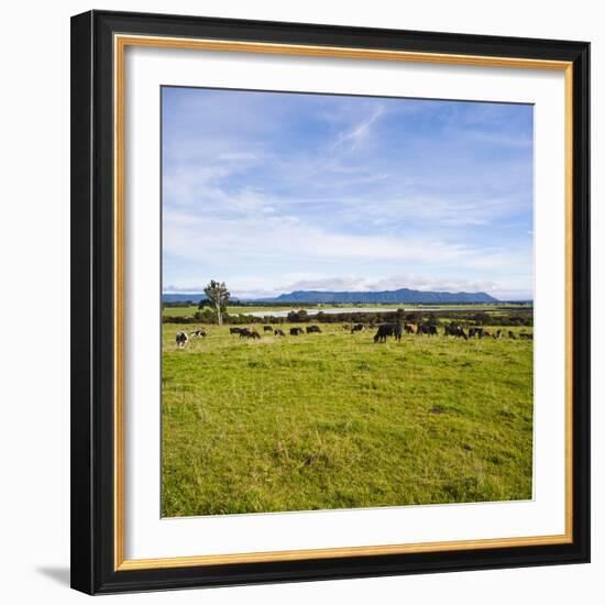 Herd of Cows on Farmland on the West Coast, South Island, New Zealand, Pacific-Matthew Williams-Ellis-Framed Photographic Print