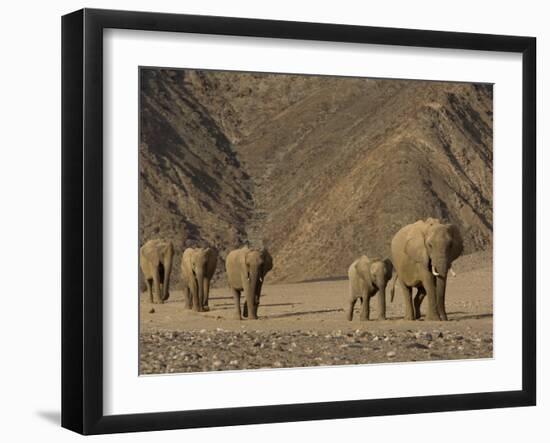 Herd of Desert-Dwelling Elephant, Namibia, Africa-Milse Thorsten-Framed Photographic Print