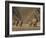 Herd of Desert-Dwelling Elephant, Namibia, Africa-Milse Thorsten-Framed Photographic Print