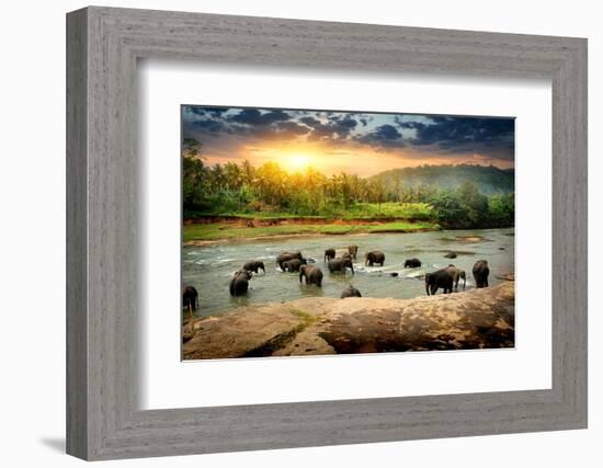 Herd of Elephants Bathing in the Jungle River of Sri Lanka-Givaga-Framed Photographic Print
