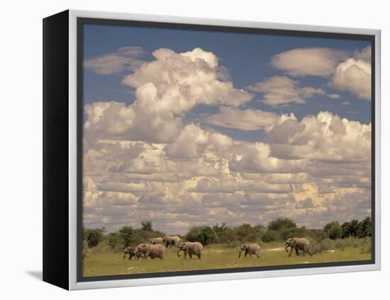 Herd of Elephants, Etosha National Park, Namibia-Walter Bibikow-Framed Premier Image Canvas