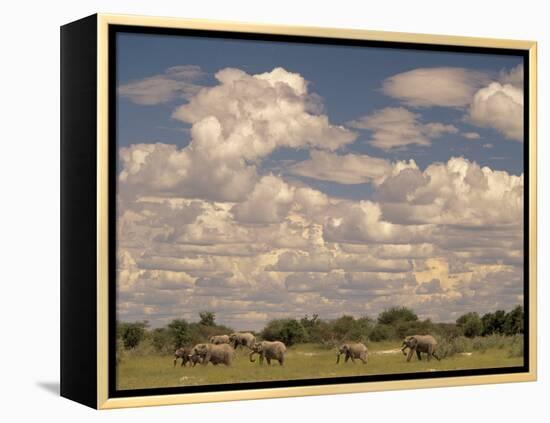 Herd of Elephants, Etosha National Park, Namibia-Walter Bibikow-Framed Premier Image Canvas