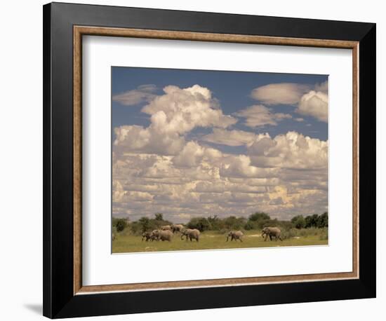 Herd of Elephants, Etosha National Park, Namibia-Walter Bibikow-Framed Photographic Print