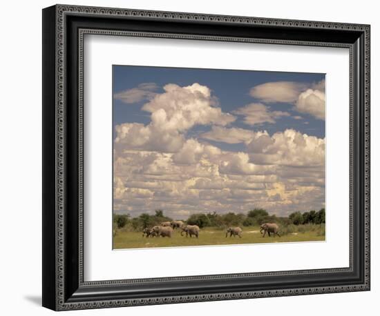 Herd of Elephants, Etosha National Park, Namibia-Walter Bibikow-Framed Photographic Print