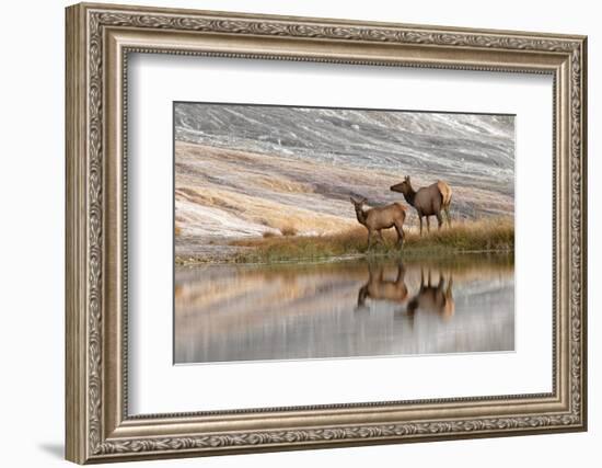 Herd of Elk and reflection, Canary Spring, Yellowstone National Park, Montana, Wyoming-Adam Jones-Framed Photographic Print