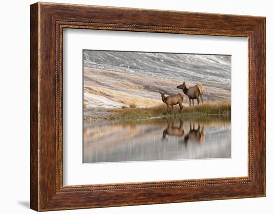 Herd of Elk and reflection, Canary Spring, Yellowstone National Park, Montana, Wyoming-Adam Jones-Framed Photographic Print