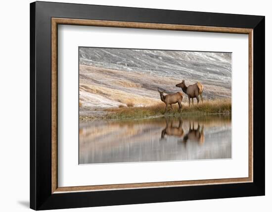 Herd of Elk and reflection, Canary Spring, Yellowstone National Park, Montana, Wyoming-Adam Jones-Framed Photographic Print