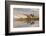 Herd of Elk and reflection, Canary Spring, Yellowstone National Park, Montana, Wyoming-Adam Jones-Framed Photographic Print