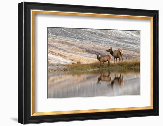 Herd of Elk and reflection, Canary Spring, Yellowstone National Park, Montana, Wyoming-Adam Jones-Framed Photographic Print