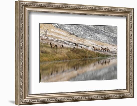 Herd of Elk and Reflection, Canary Spring, Yellowstone National Park, Wyoming-Adam Jones-Framed Photographic Print