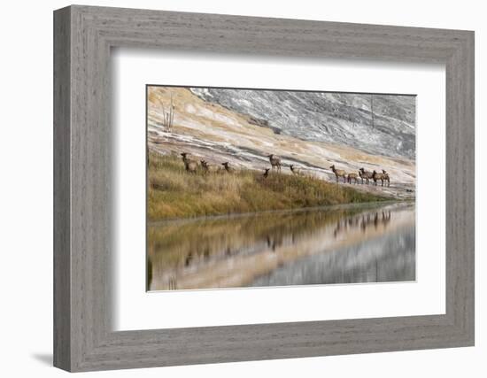 Herd of Elk and Reflection, Canary Spring, Yellowstone National Park, Wyoming-Adam Jones-Framed Photographic Print