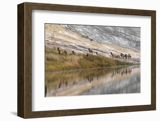 Herd of Elk and Reflection, Canary Spring, Yellowstone National Park, Wyoming-Adam Jones-Framed Photographic Print