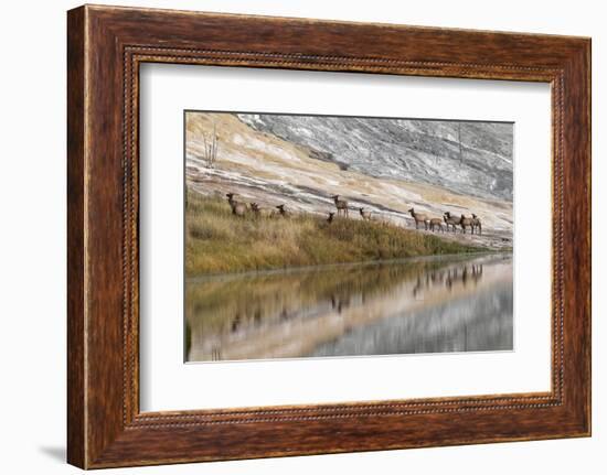 Herd of Elk and Reflection, Canary Spring, Yellowstone National Park, Wyoming-Adam Jones-Framed Photographic Print