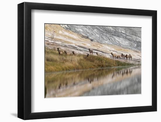 Herd of Elk and Reflection, Canary Spring, Yellowstone National Park, Wyoming-Adam Jones-Framed Photographic Print