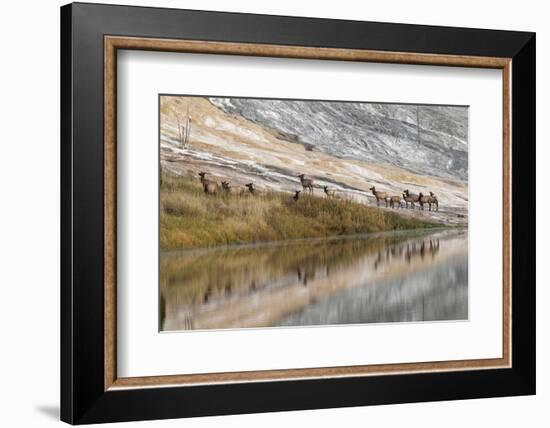 Herd of Elk and Reflection, Canary Spring, Yellowstone National Park, Wyoming-Adam Jones-Framed Photographic Print
