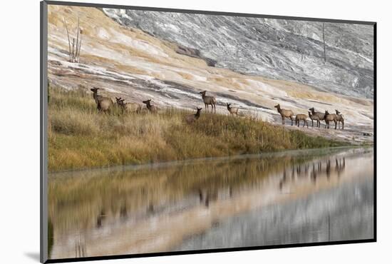 Herd of Elk and Reflection, Canary Spring, Yellowstone National Park, Wyoming-Adam Jones-Mounted Photographic Print