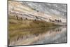 Herd of Elk and Reflection, Canary Spring, Yellowstone National Park, Wyoming-Adam Jones-Mounted Photographic Print