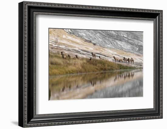 Herd of Elk and Reflection, Canary Spring, Yellowstone National Park, Wyoming-Adam Jones-Framed Photographic Print