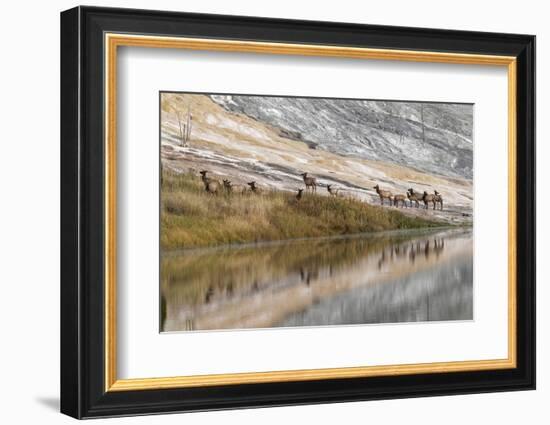 Herd of Elk and Reflection, Canary Spring, Yellowstone National Park, Wyoming-Adam Jones-Framed Photographic Print