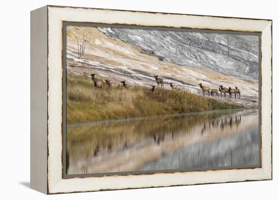 Herd of Elk and Reflection, Canary Spring, Yellowstone National Park, Wyoming-Adam Jones-Framed Premier Image Canvas