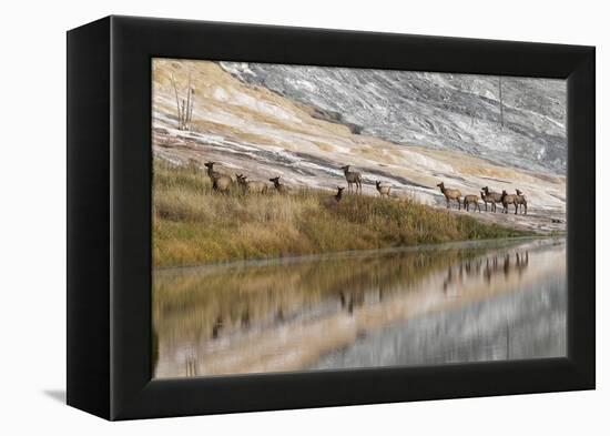 Herd of Elk and Reflection, Canary Spring, Yellowstone National Park, Wyoming-Adam Jones-Framed Premier Image Canvas