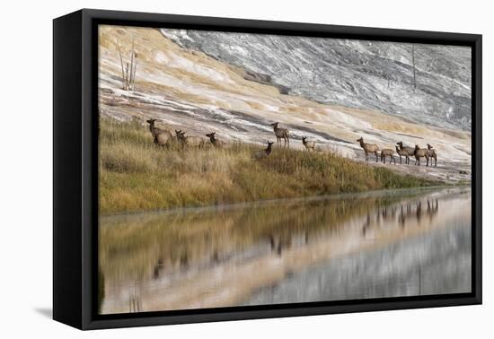 Herd of Elk and Reflection, Canary Spring, Yellowstone National Park, Wyoming-Adam Jones-Framed Premier Image Canvas