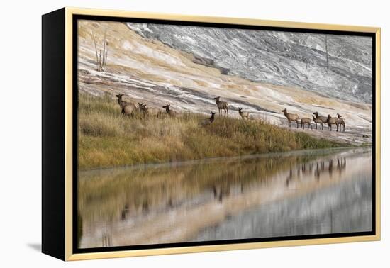 Herd of Elk and Reflection, Canary Spring, Yellowstone National Park, Wyoming-Adam Jones-Framed Premier Image Canvas